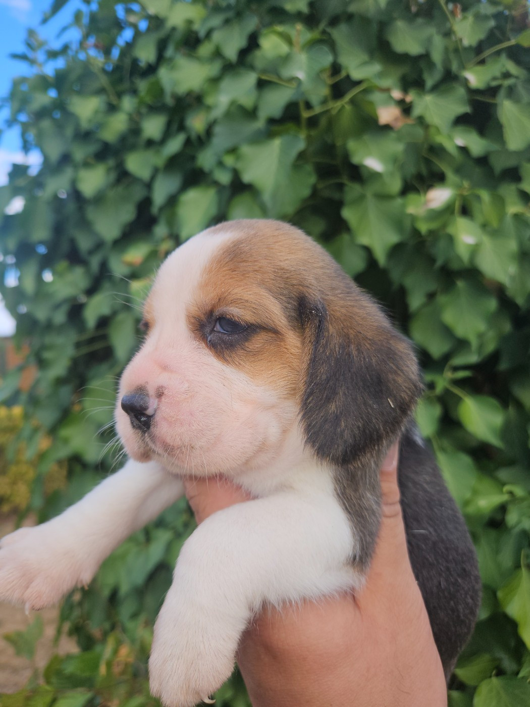CHIOT 2