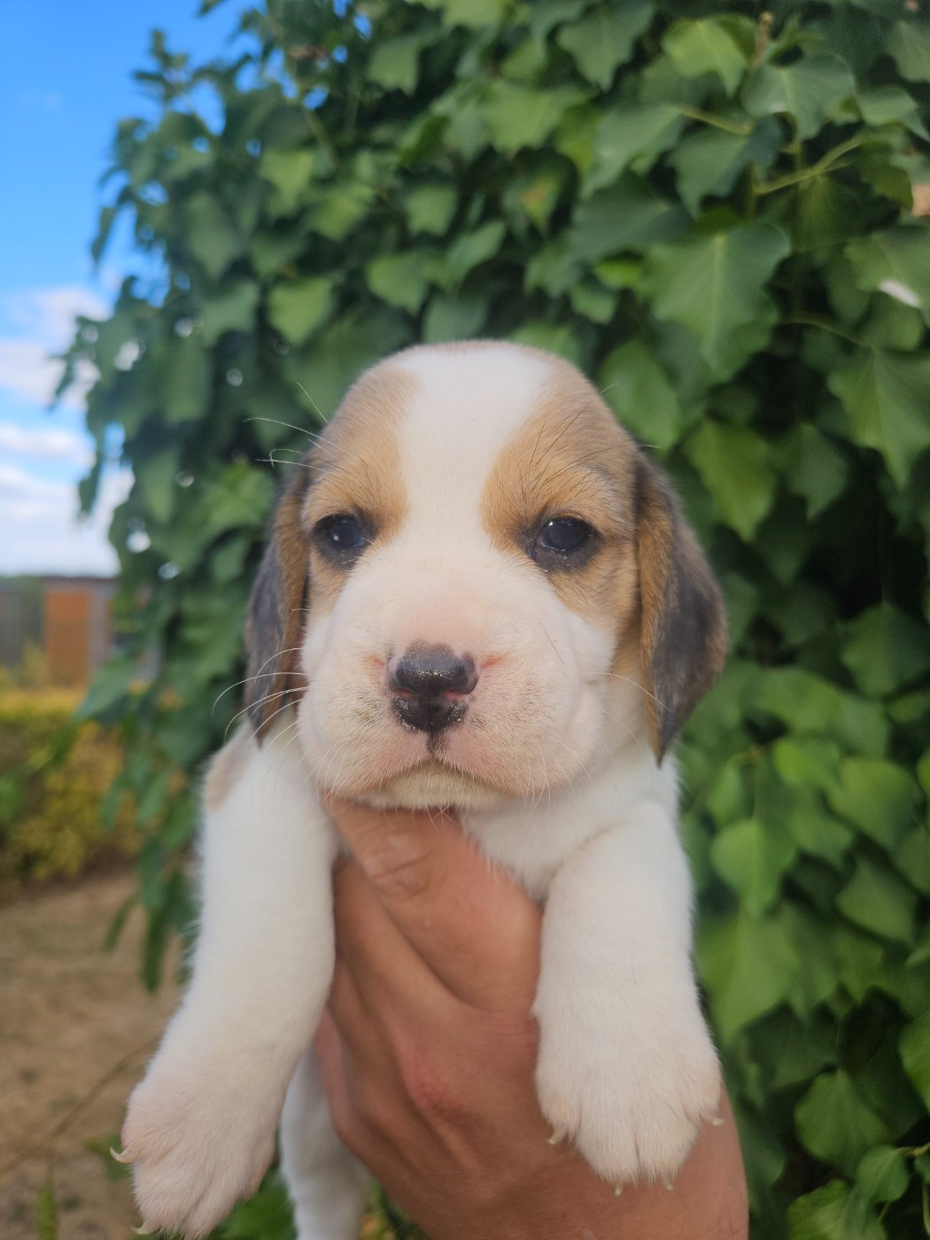 CHIOT 3