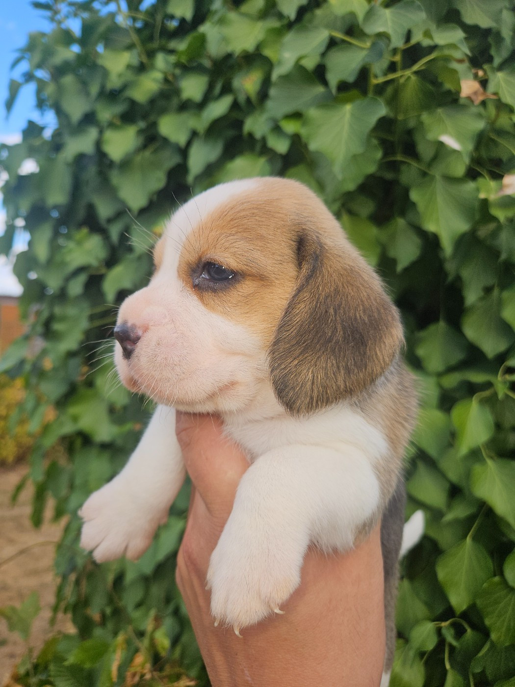 CHIOT 3