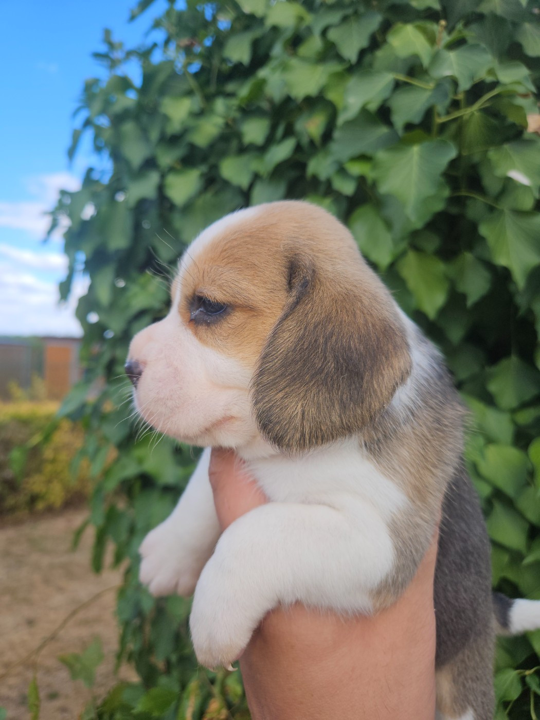 CHIOT 3