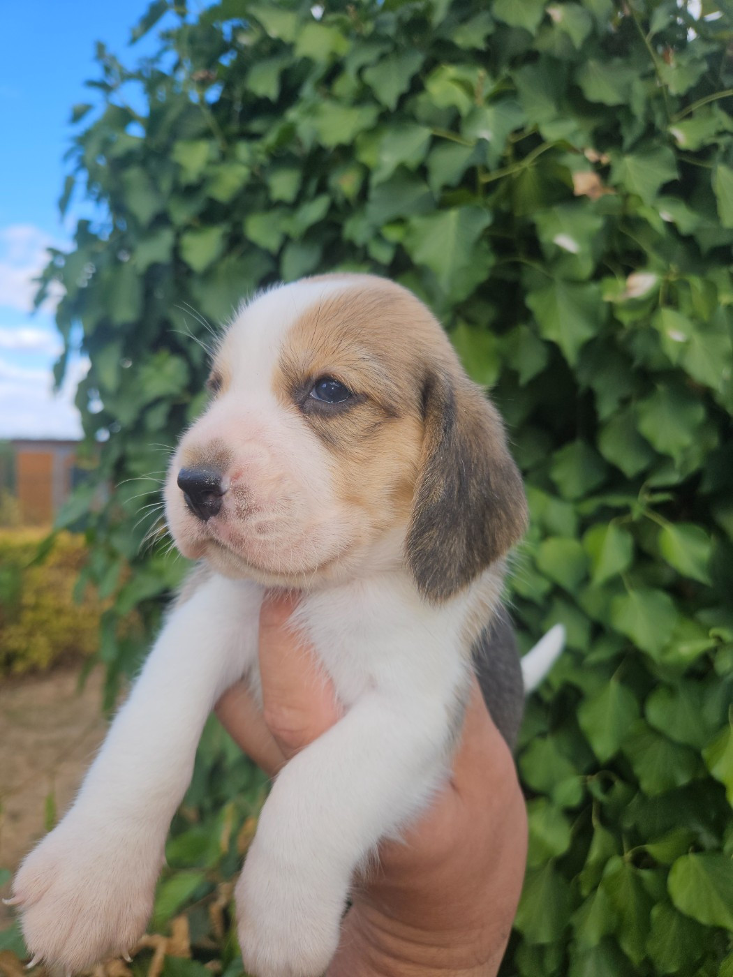 CHIOT 4