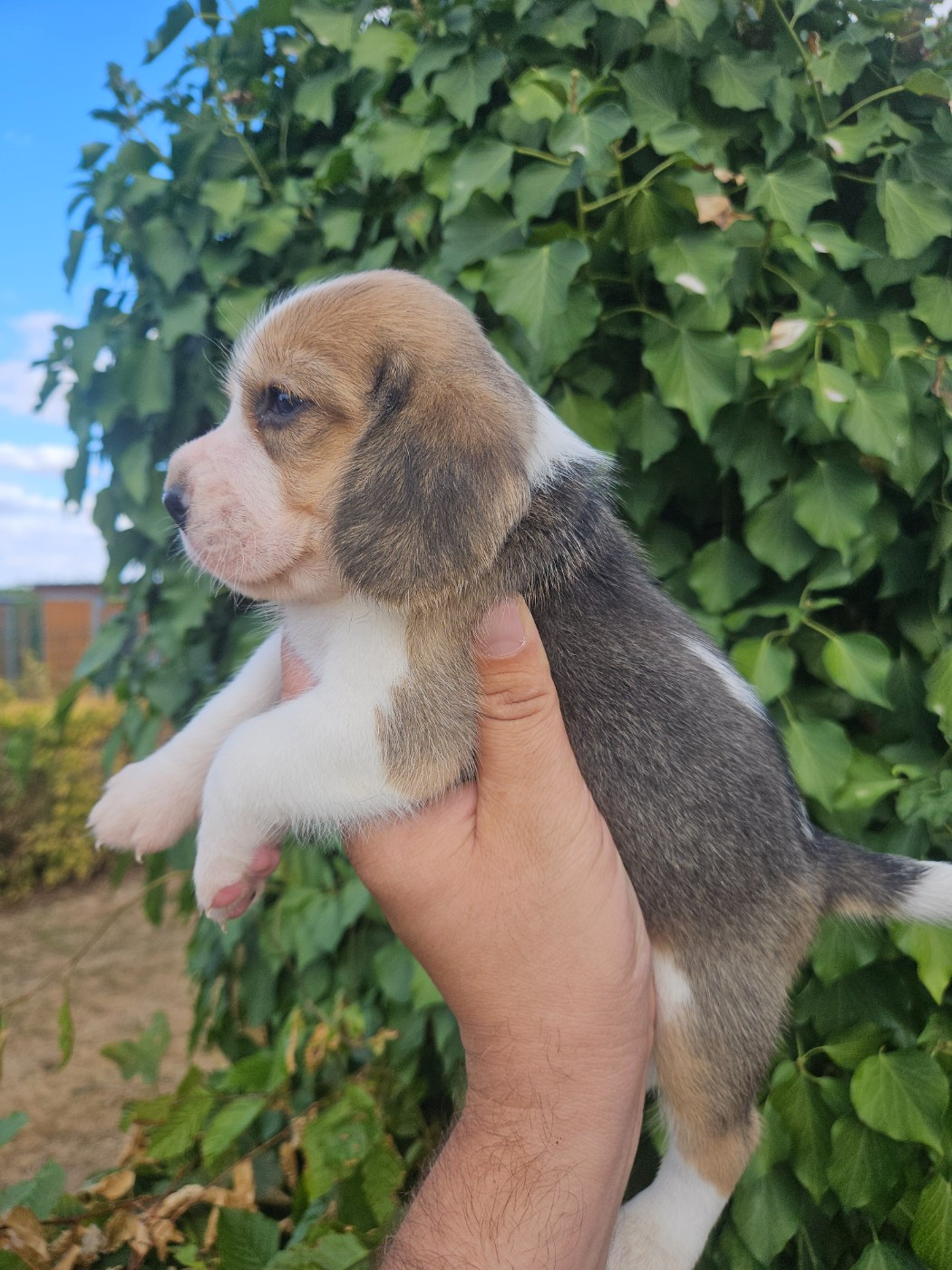 CHIOT 4
