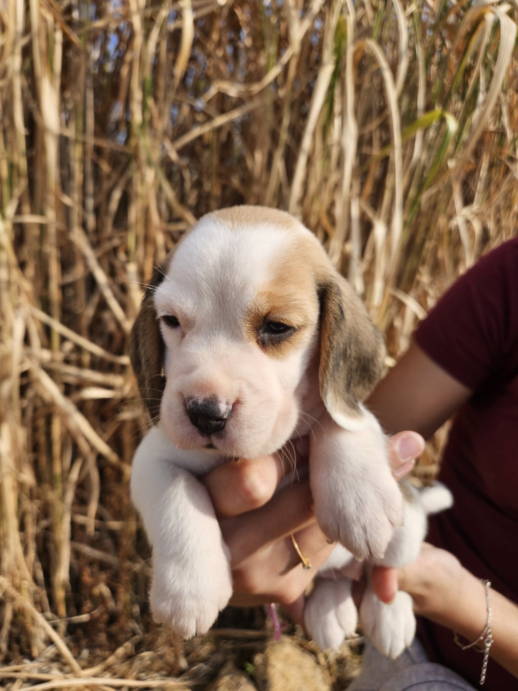 Beagle - Des Courants De La Selle