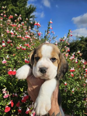 Les chiots de Beagle