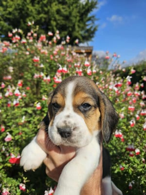 Les chiots de Beagle
