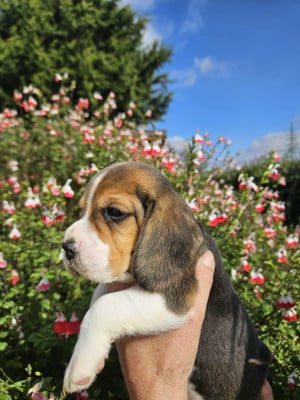 Les chiots de Beagle