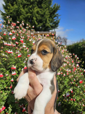 Les chiots de Beagle