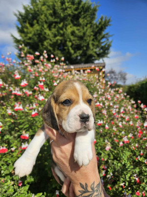 Les chiots de Beagle