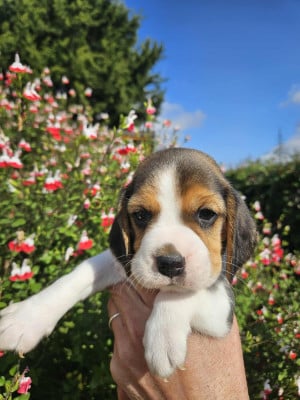 Les chiots de Beagle