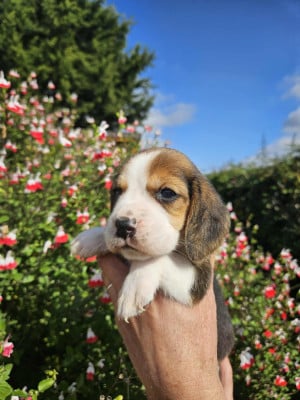Les chiots de Beagle