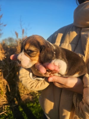 Les chiots de Beagle