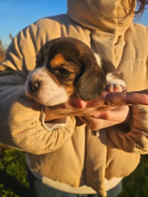 Les chiots de Beagle