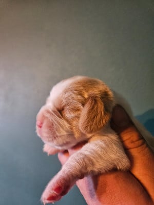 Les chiots de Beagle