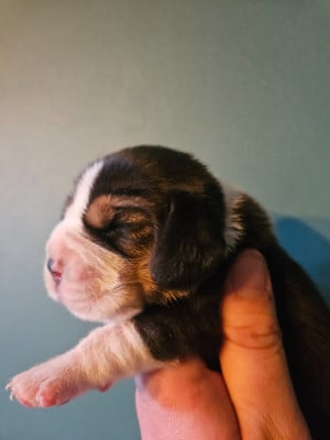 Les chiots de Beagle