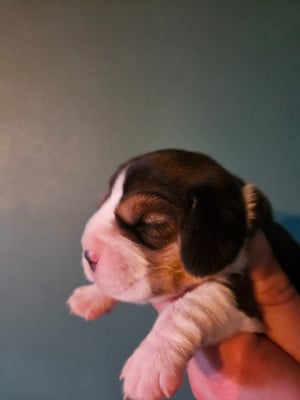 Les chiots de Beagle