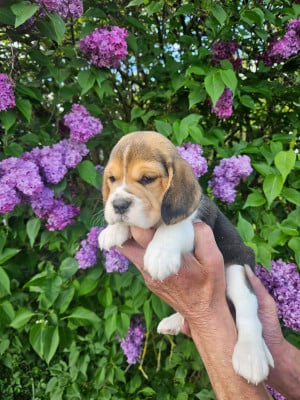 Les chiots de Beagle