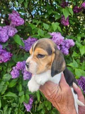 Les chiots de Beagle