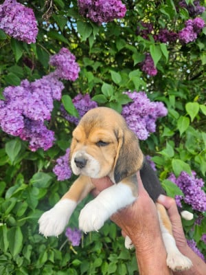 Les chiots de Beagle