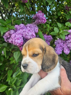 Les chiots de Beagle