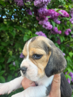 Les chiots de Beagle