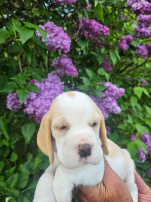 Les chiots de Beagle