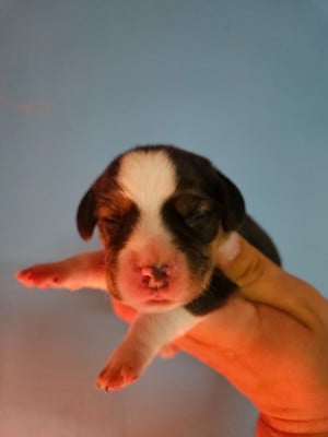 Les chiots de Beagle
