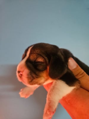 Les chiots de Beagle