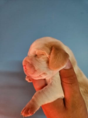 Les chiots de Beagle