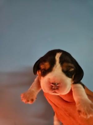Les chiots de Beagle