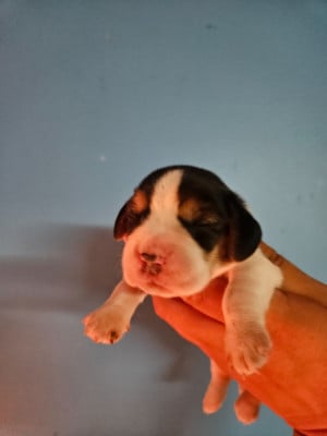 Les chiots de Beagle