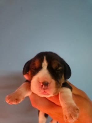 Les chiots de Beagle