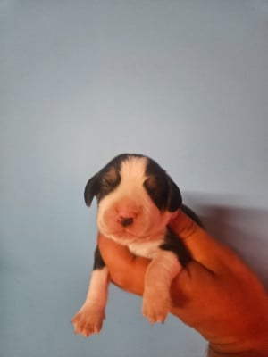 Les chiots de Beagle