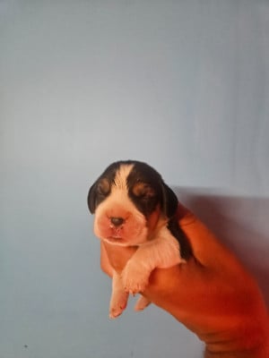 Les chiots de Beagle