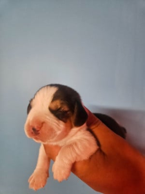 Les chiots de Beagle