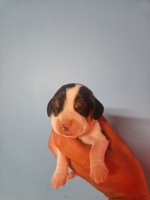 Les chiots de Beagle