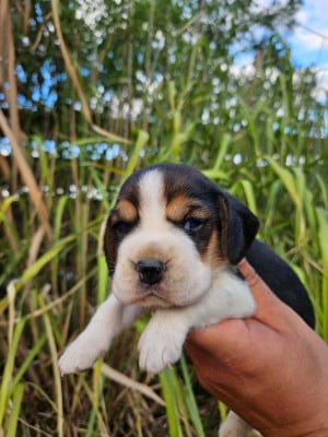 Les chiots de Beagle