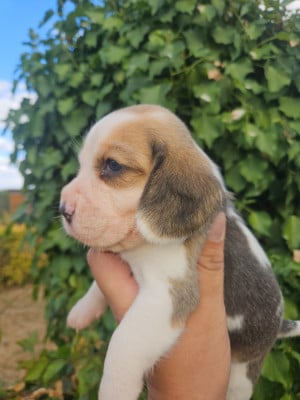 Les chiots de Beagle