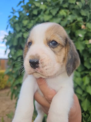 Les chiots de Beagle