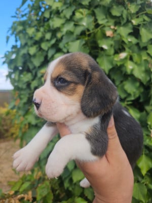 Les chiots de Beagle