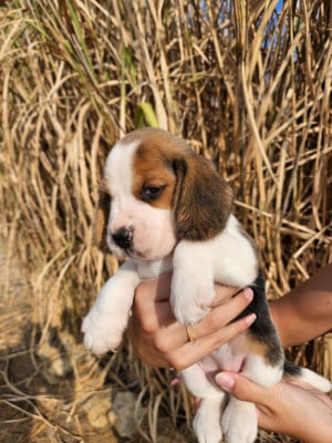 Les chiots de Beagle