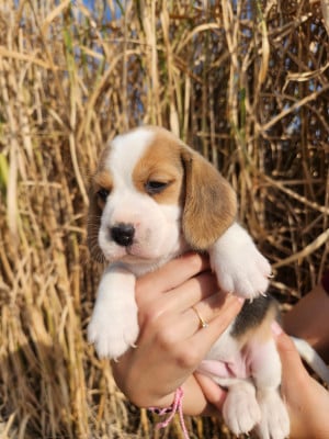 Les chiots de Beagle