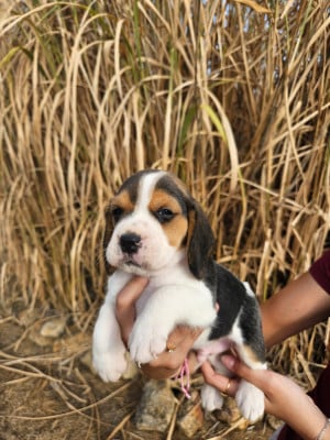 Les chiots de Beagle