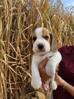 Les chiots de Beagle
