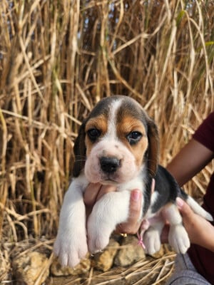Les chiots de Beagle
