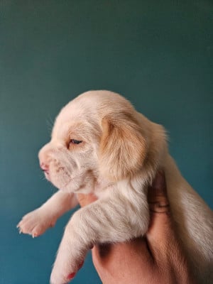 Beagle