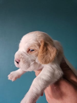 Femelle 2 - Beagle