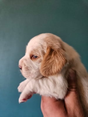 Femelle 3 - Beagle