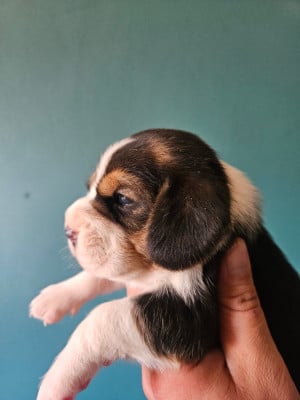 Femelle 4 - Beagle