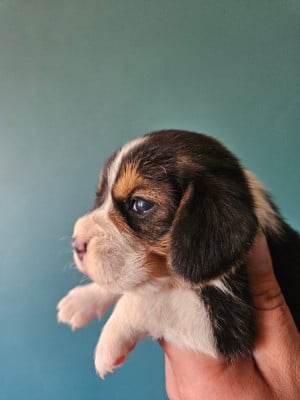 Femelle 5 - Beagle