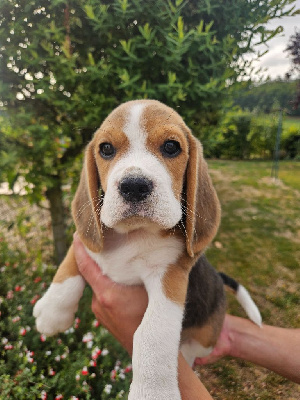 Beagle Chiot A Vendre